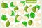 Set of vector cartoon illustrations with Breadfruit exotic fruits, flowers and leaves isolated on white background