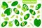 Set of vector cartoon illustrations with Kakadu Plum exotic fruits, flowers and leaves isolated on white background