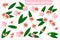 Set of vector cartoon illustrations with Syzygium Jambos exotic fruits, flowers and leaves isolated on white background