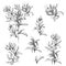 Set of vector contour flowers on a white background. Sketches of the isolated flowers drawn by ink. Contour Clipart for summer