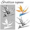 Set of vector contour flowers on a white background. Strelitzia reginae. Sketches of isolated flowers drawn by ink. Outline clipar