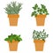 Set of vector culinary herbs in pots with fresh thyme basil, ros