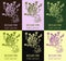 Set of vector drawings Breckland thyme in different colors. Hand drawn illustration. Latin name THYMUS SERPYLLUM L
