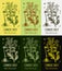 Set of vector drawings of COMMON TANSY in different colors. Hand drawn illustration. Latin name TANACETUM VULGARE L