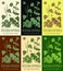 Set of vector drawings of DIOSCOREA NIPPONICA in different colors. Hand drawn illustration. Latin name DIOSCOREA NIPPONICA MAKINO