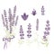 Set Vector Elements for  Lavender design in the style of Provence, lavender flowers to create a romantic gentle