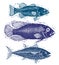 Set of vector fishes, different underwater species. Organic seafood graphic symbols collection, freshwater fishes, sea bass, sea