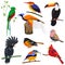 Set of vector flat cartoon tropical exotic birds set.