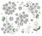 Set of vector floral decorative elements with wormwood. Flat trendy illustration with white flowers, leaves, branches. Woodland