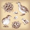 Set of vector graphic illustrations of quail, chick, eggs and ne