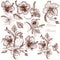 Set of vector hand drawn hibiscus flowers