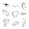 Set of vector icons Human body parts