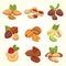 Set vector icons nuts in cartoon style. Nut food collection. Peanut, hazelnut, pistachio, cashew, pecan, walnut, brazil