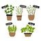 Set of vector illustration herbs in pots.