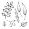 Set of vector illustrations of different leaves,