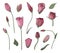Set of vector illustrations of flowers and leaves of Lisianthus. Floral freehand drawing collection
