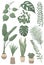 Set of vector illustrations of home plants: Monstera leaf, Pilea peperomioides, String of Pearls, Pothos, ZZ plant, parlor palm, s