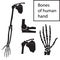 Set of vector illustrations of human hand skeletal anatomy