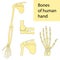 Set of vector illustrations of human hand skeletal anatomy