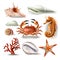 Set of vector illustrations seashells, coral, crab and starfish