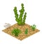 Set of vector isolated cactus plants