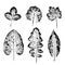 Set of vector Leaf imprints