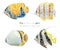 Set Of Vector Mosaic Tropical Fish Isolated On A White Background.