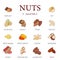 Set of vector nuts in flat design. Collection of edible nuts icons featuring hazelnut, peanut