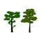 Set of vector pines, two conifers stylized trees