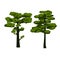 Set of vector pines, two conifers stylized trees
