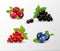 Set of vector realistic berries isolated on transparent background. Raspberry, blueberry, currant, cowberry. Forest