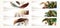 Set of vector realistic colorful feathers