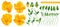 Set of vector realistic hand-drawn detailed flowers of Pansies, yellow Violas.
