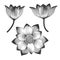 A set of vector realistic lotus flowers