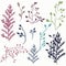 Set of vector rustic plants for design