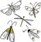 Set of vector sketch butterflies, moths. Hand drawn illustration. Black and white background. Night butterfly