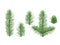 A set of vector spruce branches. Spruce, pine branches. Christmas decorations.