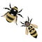 Set of vector stylized bees. Collection of logos with a honey bee. Icons with insects.