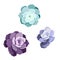 Set of vector Succulents named Stone Rose or Echeveria Elegance, Lola and Lilacina on white isolated background, potted Echeveria