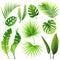 Set of vector tropical leaves. realistic plants