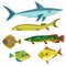 Set with vector various cute colorful stylized fishes.