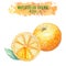 Set of vector watercolor oranges