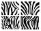 Set of Vector zebra texture