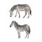 Set of vector zebras
