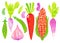 Set vegetable radishes carrots corn peas beans garlic on a white background Watercolor illustration