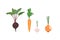 Set of vegetables. Beets, carrots, garlic, onions. Stock vector illustration eps10.