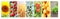 Set of vertical banners with agricultural products. Agriculture collage with fresh fruits, berries, vegetables, rye, sunflowers