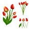Set of vibrant polygonal tulips on white background. isolated. easy to modify.