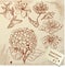 Set of Vintage Realistic graphic flowers - hand dr