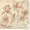 Set of Vintage Realistic graphic flowers - hand dr